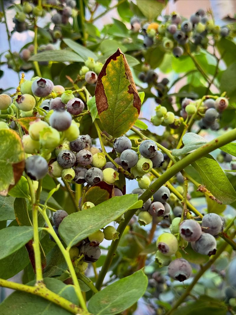 Highbush Blueberry