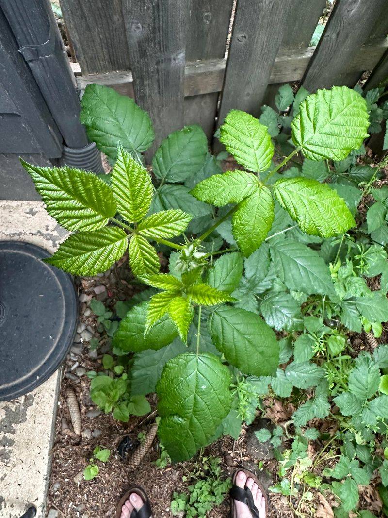 Himalayan Blackberry Spreads Before Fall Cleanup Begins