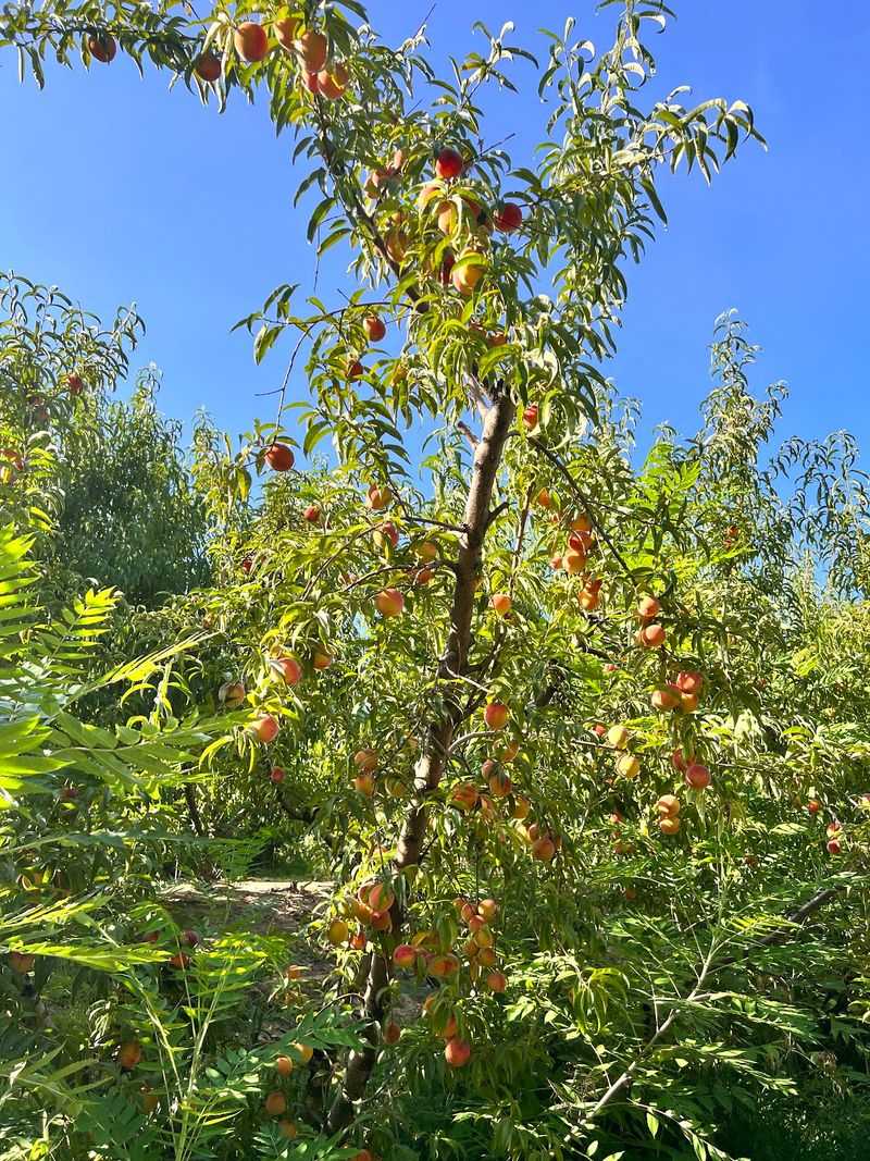 Historic Weston Orchard and Vineyard