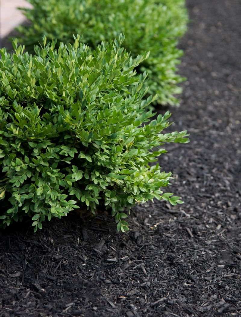 Hold Back On Fertilizer That Pushes Fresh Growth
