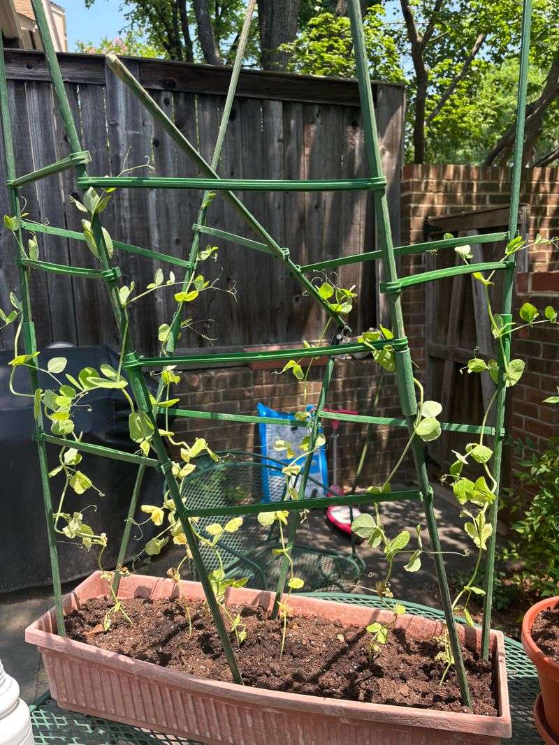 Hold Peas Until Heat Stress Drops Hold Peas Until Heat Stress Drops