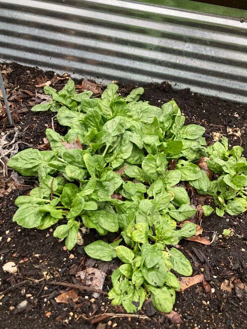 Hold Spinach For Cooler Conditions Hold Spinach For Cooler Conditions