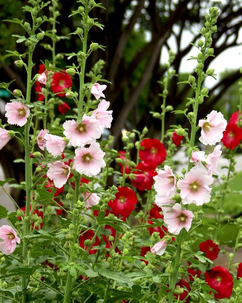 Hollyhocks Add Old-Fashioned Height Hollyhocks Add Old-Fashioned Height