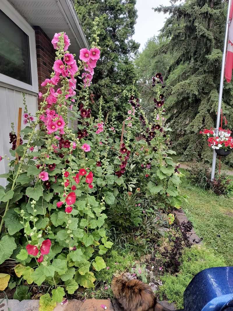 Hollyhocks Bring Back The Cottage Look Hollyhocks Bring Back The Cottage Look