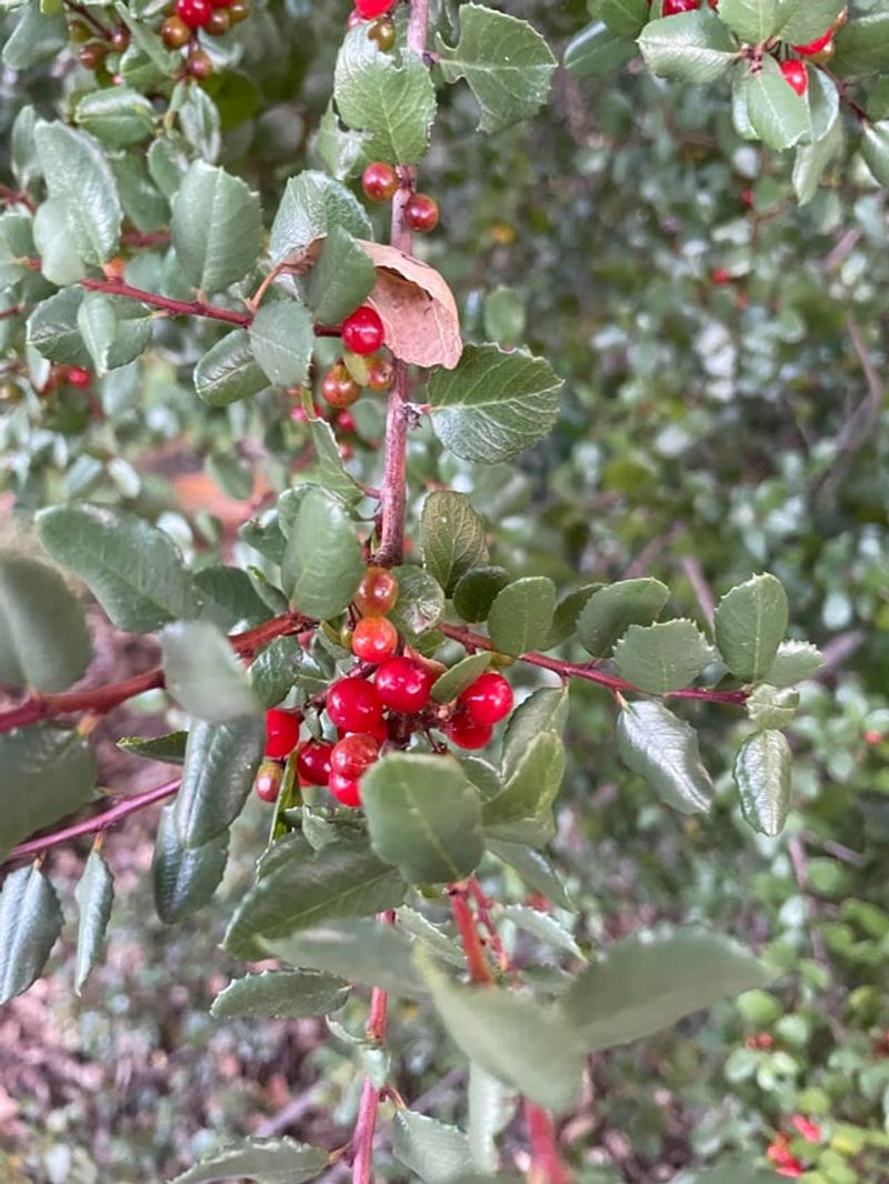 Hollyleaf Redberry Handles Lean Soil Hollyleaf Redberry Handles Lean Soil