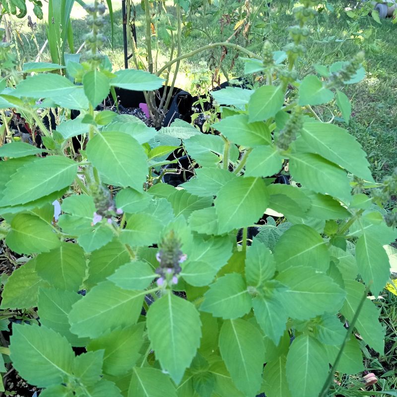 Holy Basil Keeps Producing New Leaves Holy Basil Keeps Producing New Leaves
