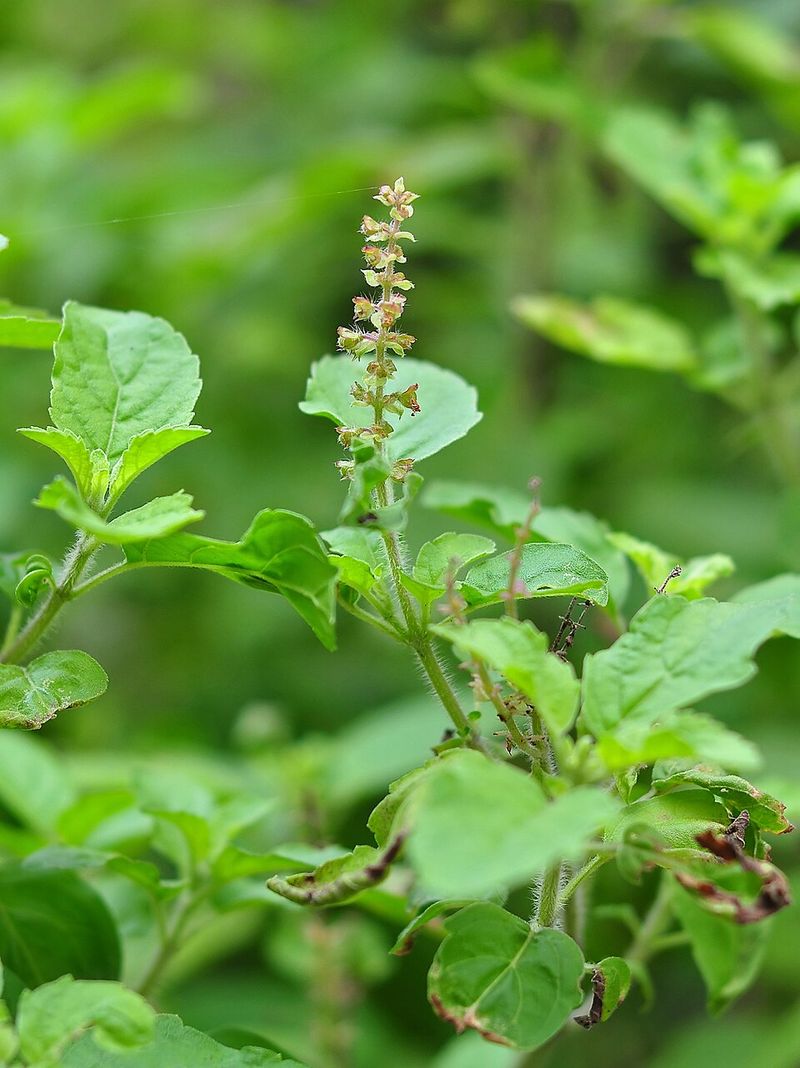 Holy Basil Powers Through Steamy Weather With Spicy Foliage Holy Basil Powers Through Steamy Weather With Spicy Foliage