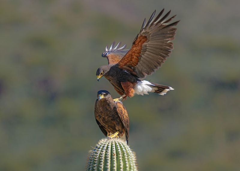 Homes Can Offer Useful Perches In Desert Areas
