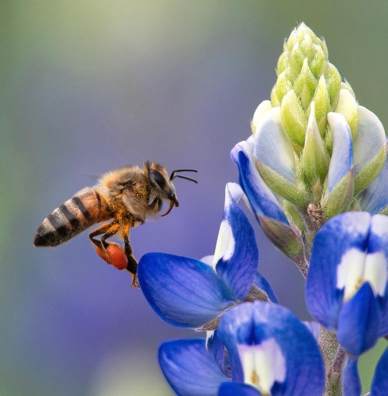 Honeybees