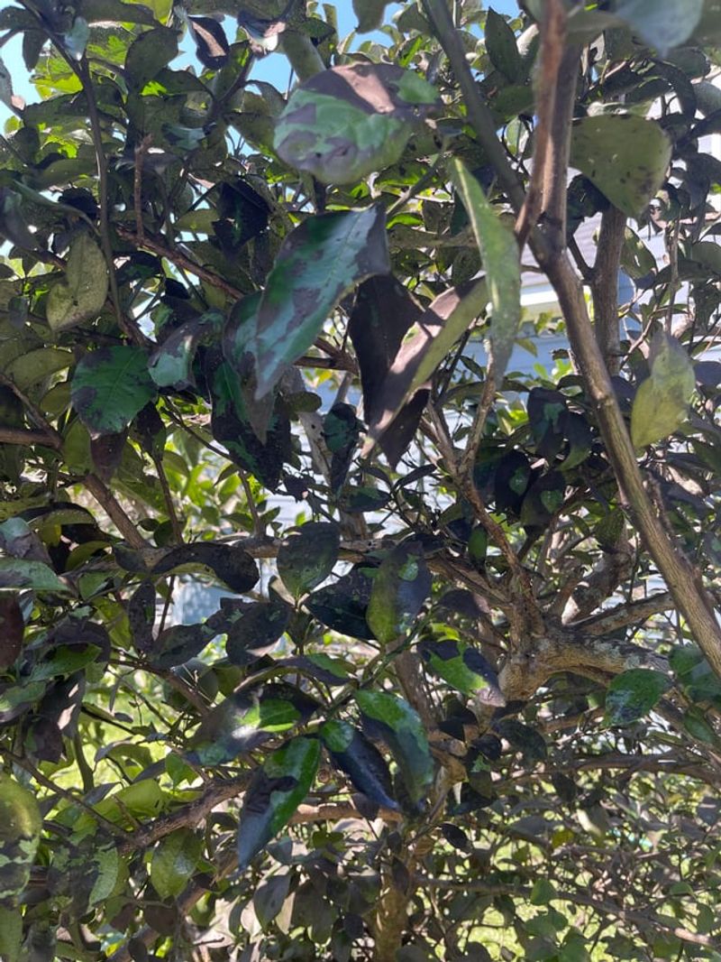 Honeydew Attracts Sooty Mold Growth
