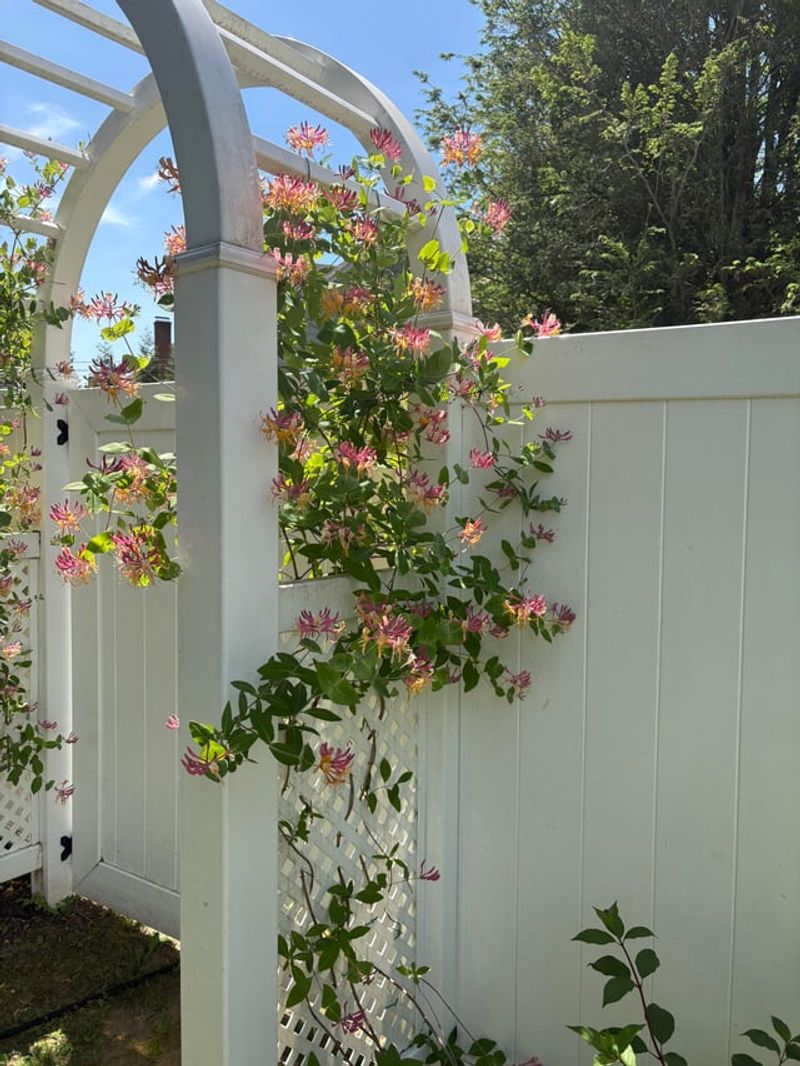 Honeysuckle Bringing Flowers Without The Backyard Chaos