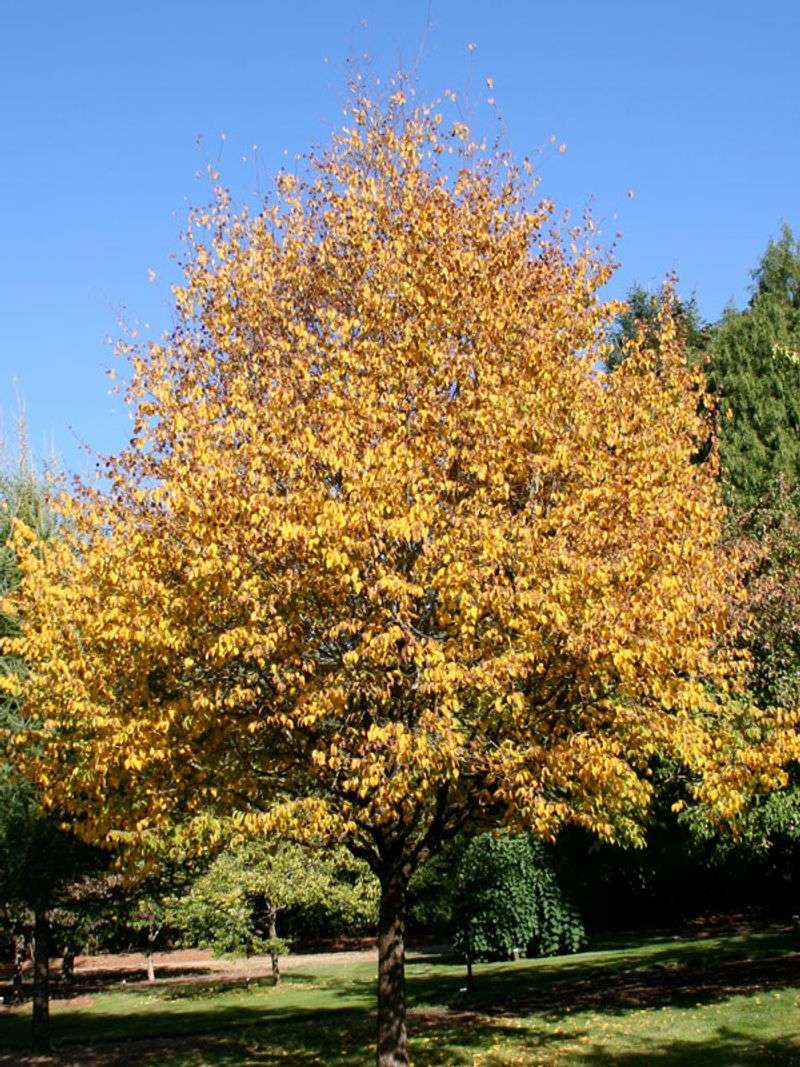 Hophornbeam Gives You Shade Without The Pavement Drama Hophornbeam Gives You Shade Without The Pavement Drama