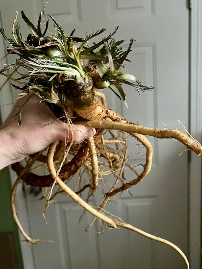 Horseradish Can Take Over