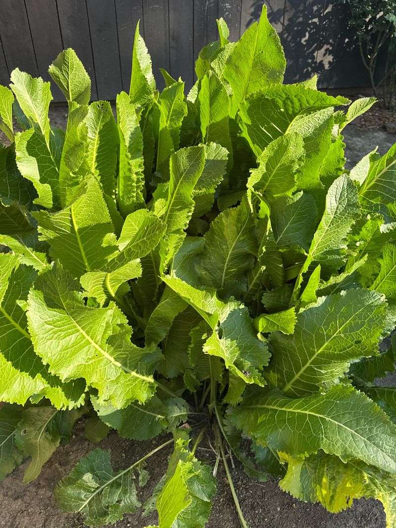 Horseradish