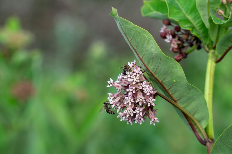 Host Plants Matter More Than Nectar Alone