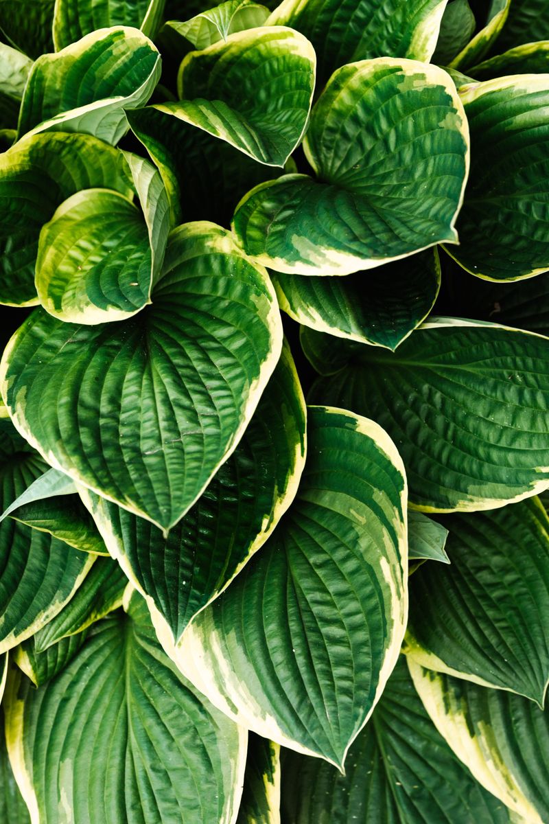 Hosta