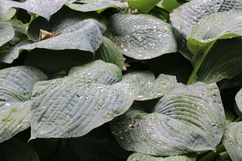 Hosta Hosta