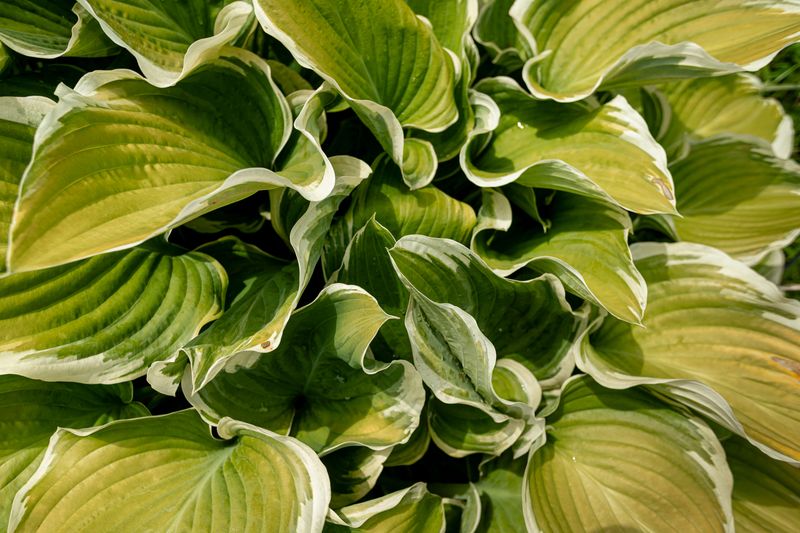 Hostas Hostas