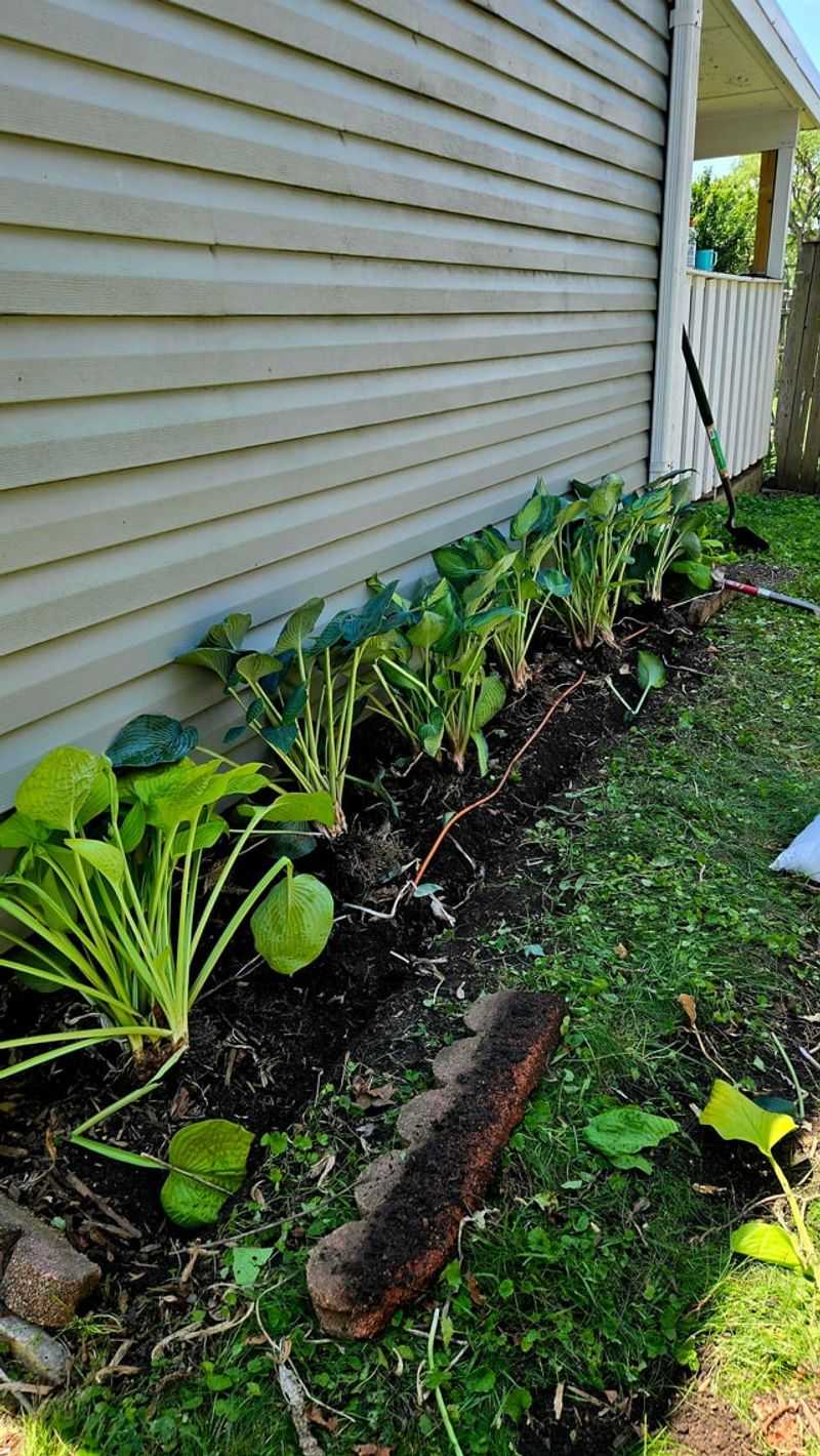 Hostas Hostas
