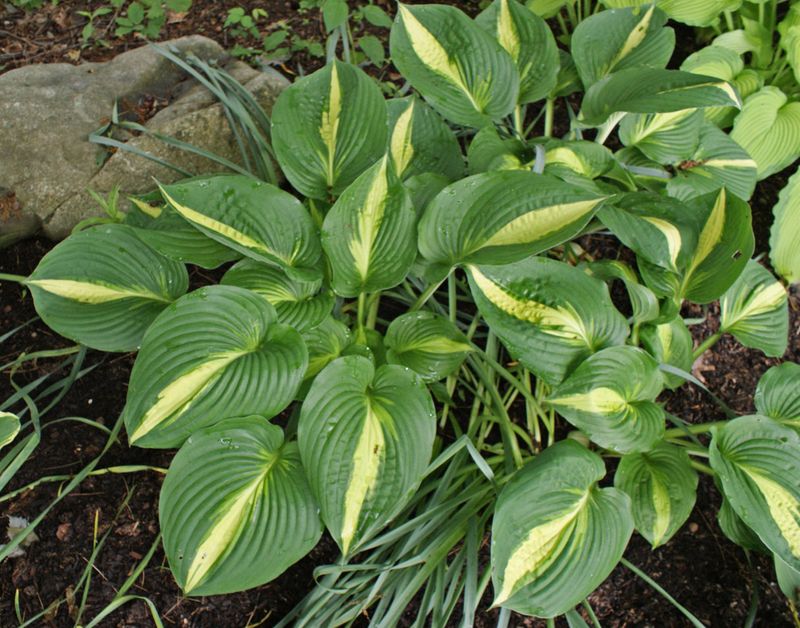 Hostas