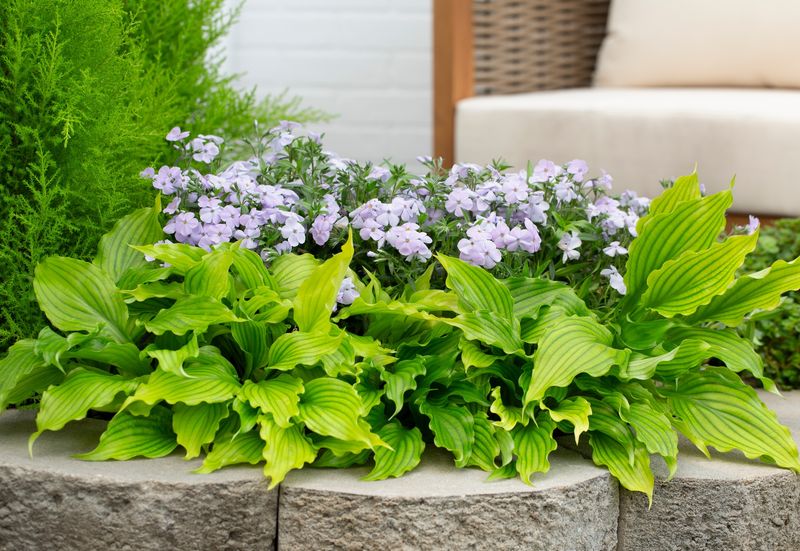 Hostas Hostas