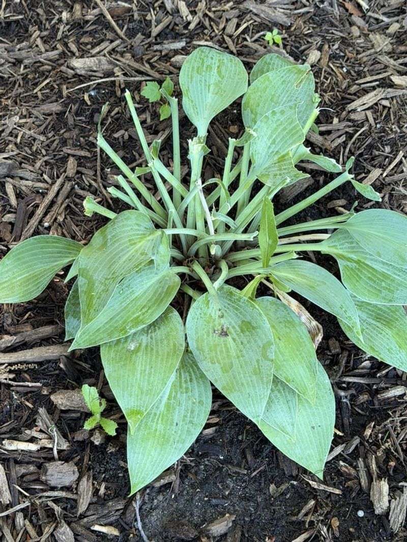 Hostas Get Chewed To Stubs In Shaded Beds