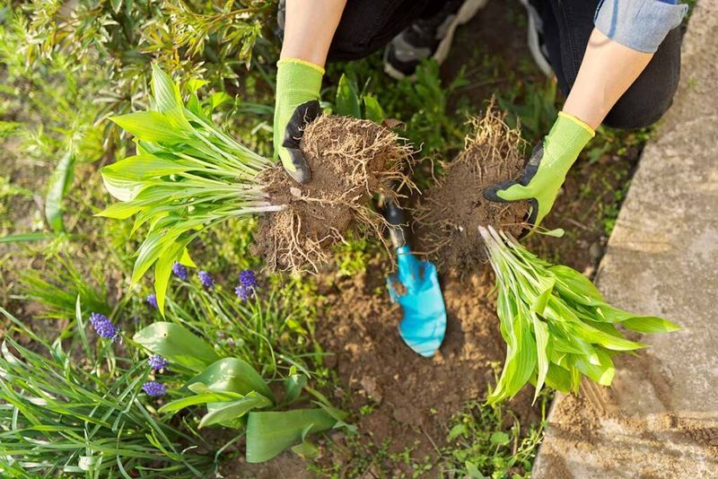 Hostas Handle An Early-Fall Split Well