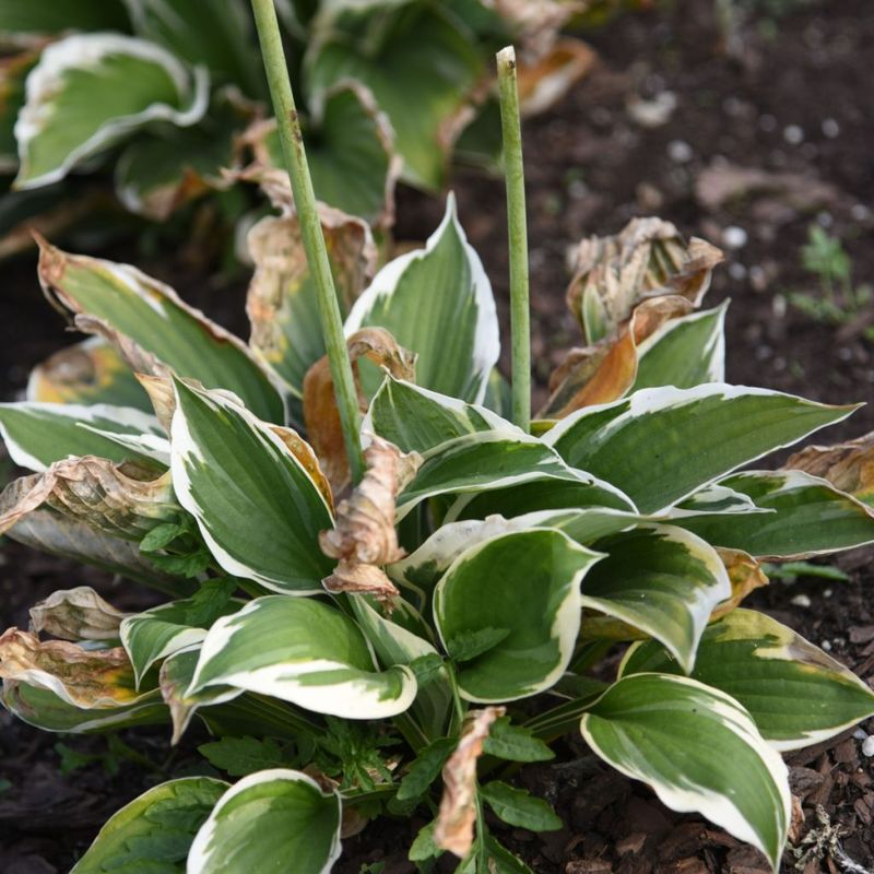 Hostas Lose Moisture Fast After A Hot Weather Split Hostas Lose Moisture Fast After A Hot Weather Split