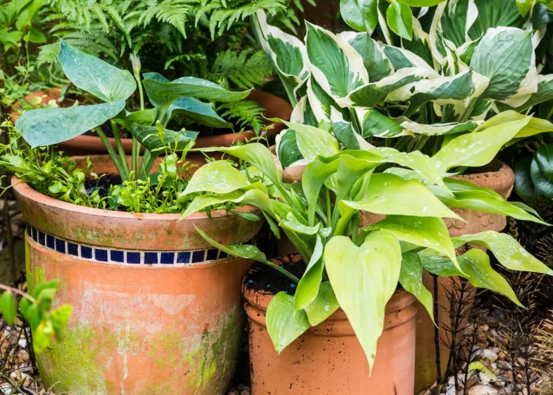 Hostas Making Large Containers Look Lush And Full Hostas Making Large Containers Look Lush And Full