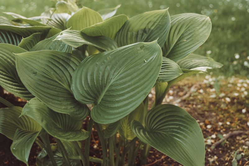 Hostas Thrive In Shaded Wyoming Beds Hostas Thrive In Shaded Wyoming Beds