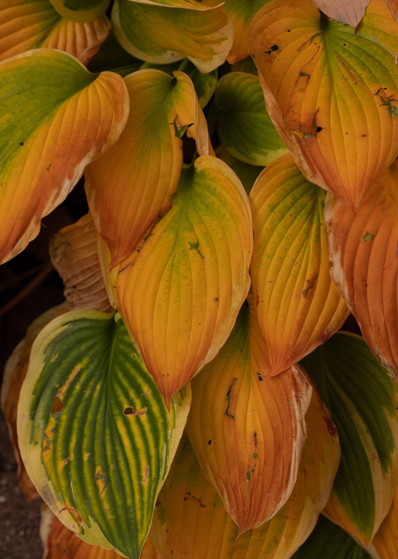 Hostas Turn Mushy After Frost