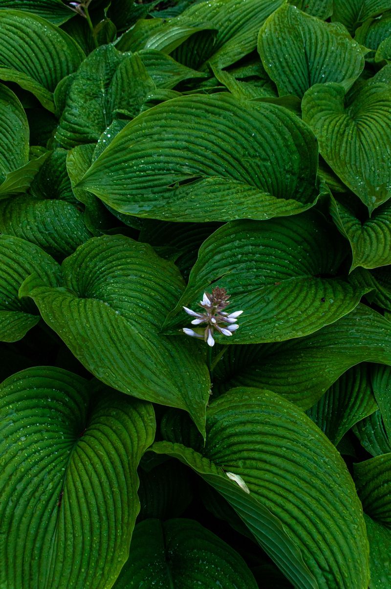 Hostas