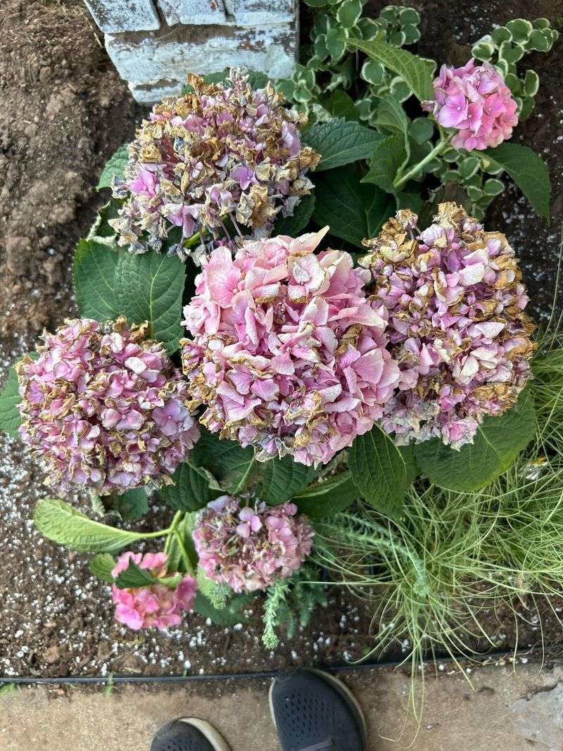Hot Afternoon Sun Can Scorch The Blooms