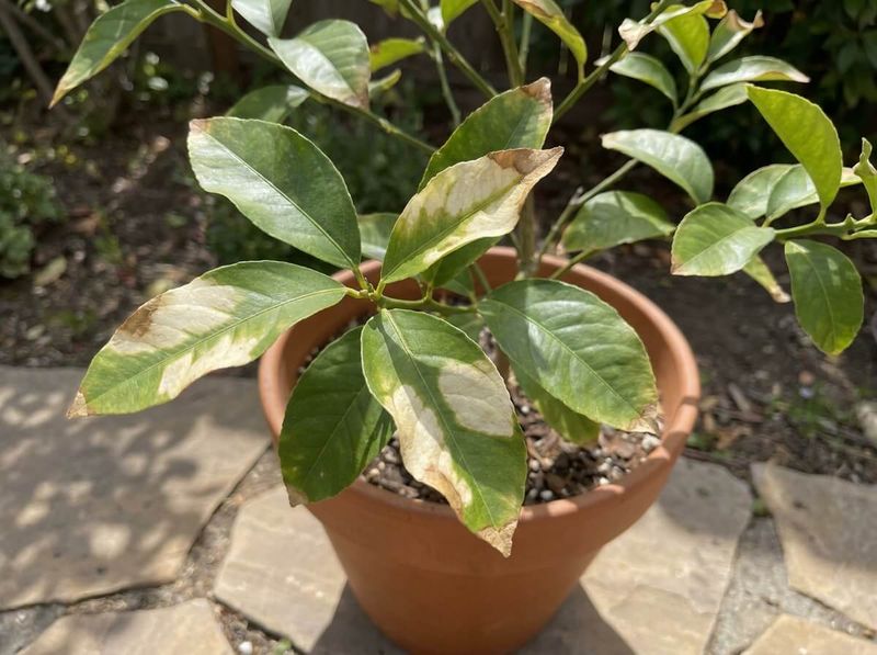 Hot Containers Can Cook Citrus Roots Fast Hot Containers Can Cook Citrus Roots Fast