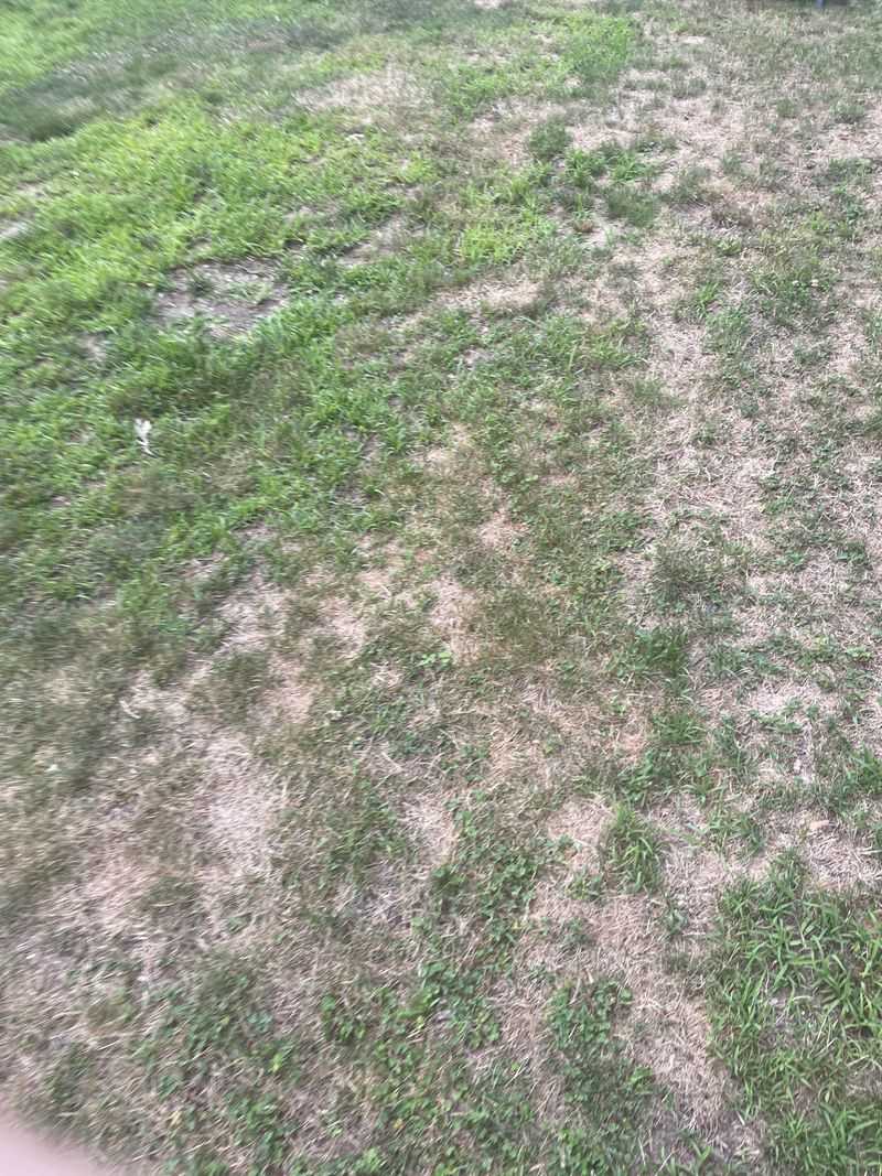 Hot Damp Weather Can Add A Disease Problem