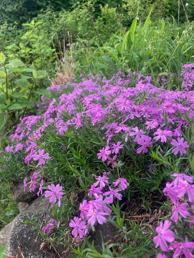 Hot Dry Spots Suit This Tough Native