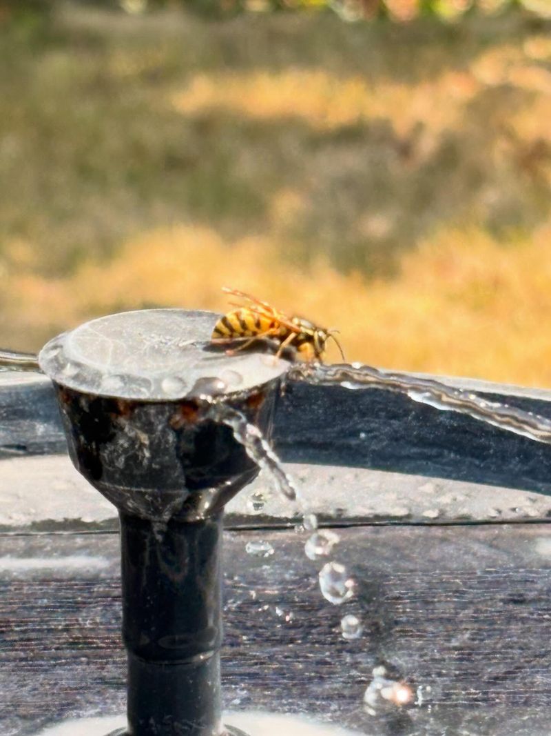 Hot, Dry Weather Can Send Them Looking For Water