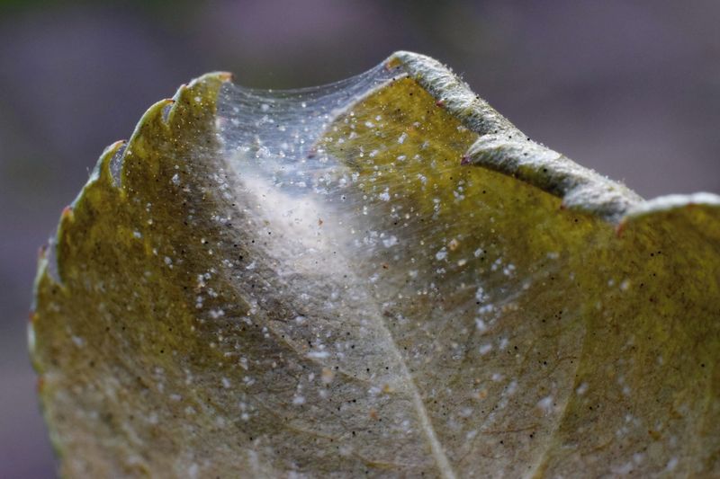 Hot, Dry Weather Means Mite Pressure Can Rise Fast Hot, Dry Weather Means Mite Pressure Can Rise Fast