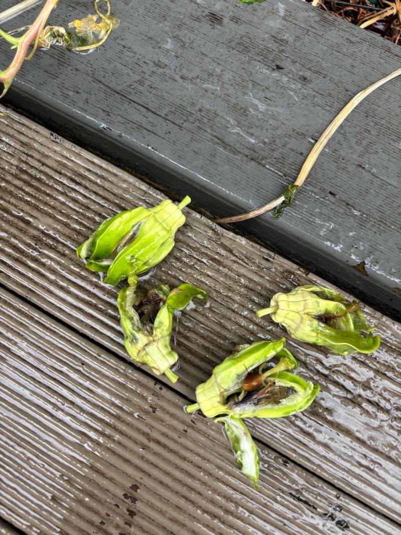 Hot Dry Wind Pulling Moisture From Flowers Fast