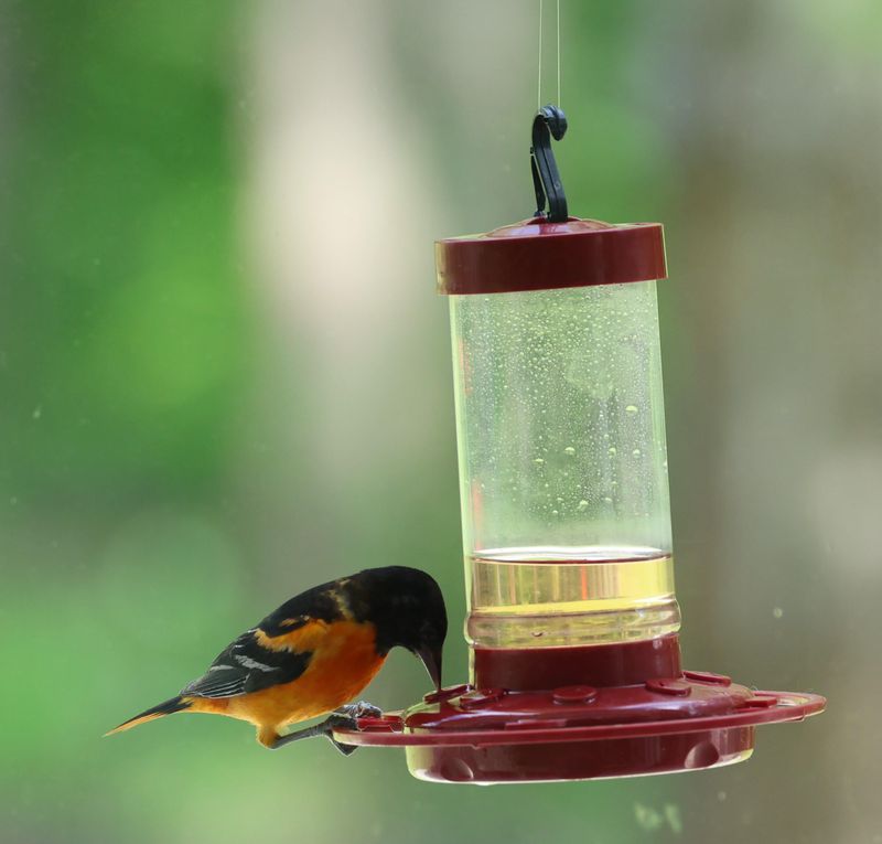 Hot Feeders Can Turn Into Bacteria Traps
