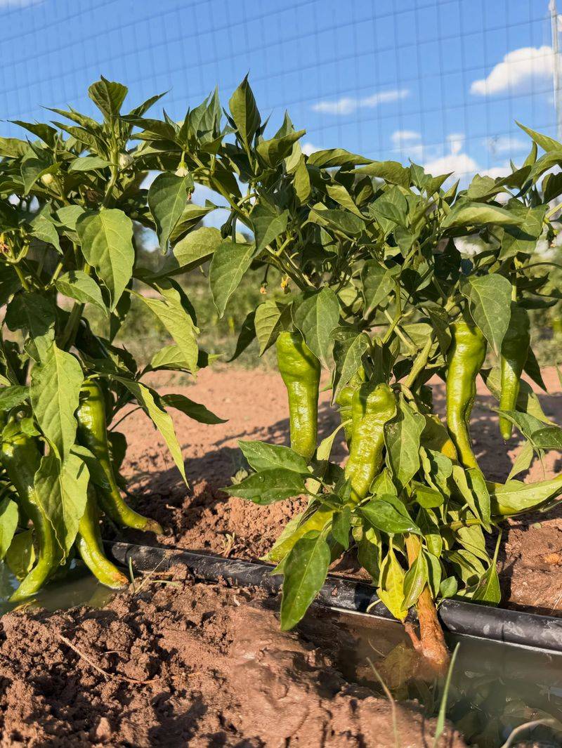 Hot Pepper Or Capsaicin Hot Pepper Or Capsaicin