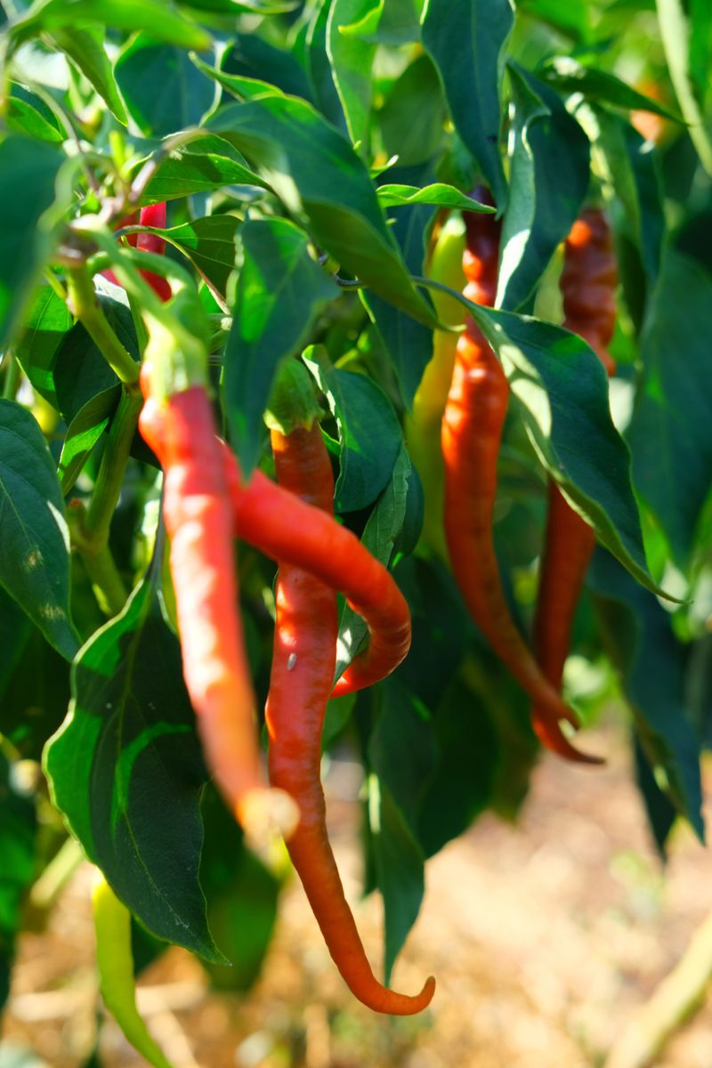 Hot Pepper Spray On Plants