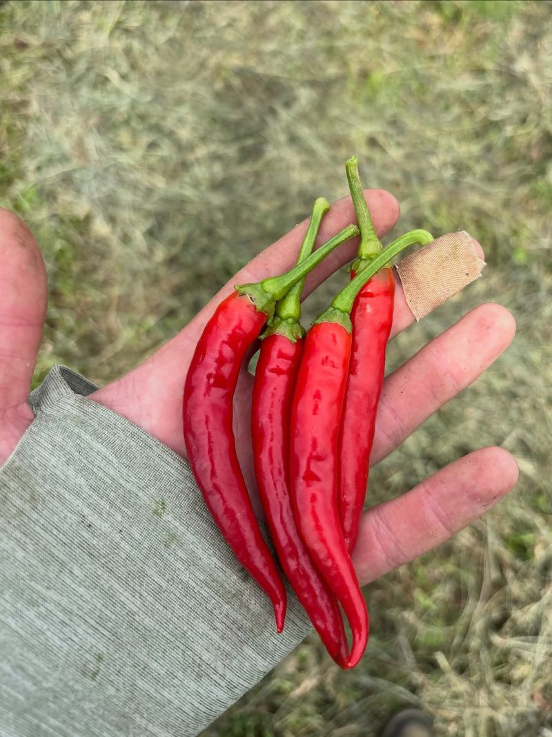 Hot Pepper