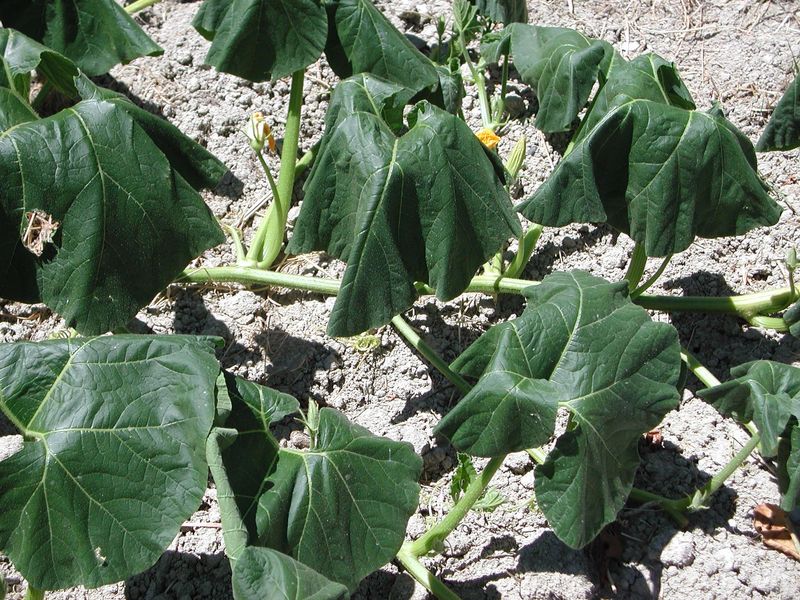 Hot Roots Absorb Nutrients Poorly Hot Roots Absorb Nutrients Poorly