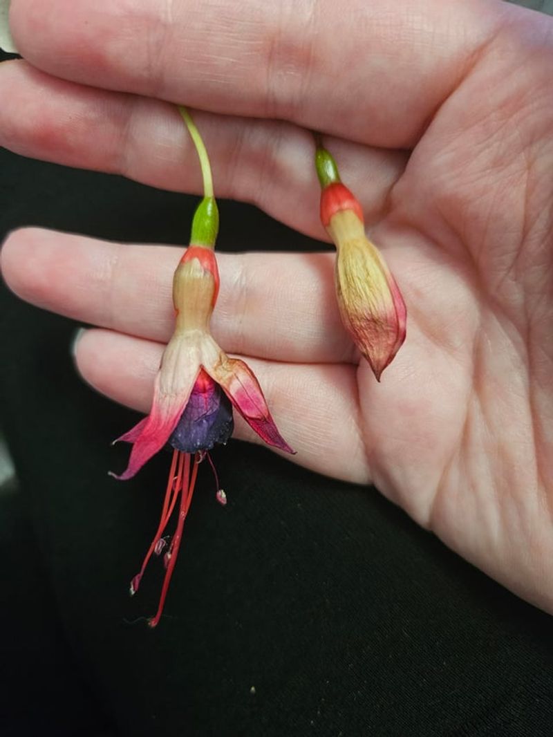 Hot Roots Making Blooms Give Up Early