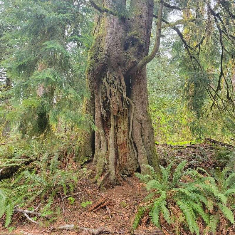 Hot Turf Around The Roots Misses The Cool-Woodland Clue