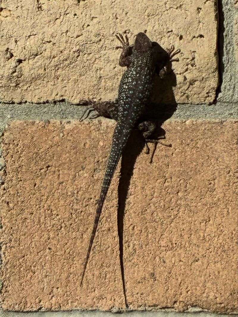Hot Walls Turning Into Lizard Lounges Hot Walls Turning Into Lizard Lounges