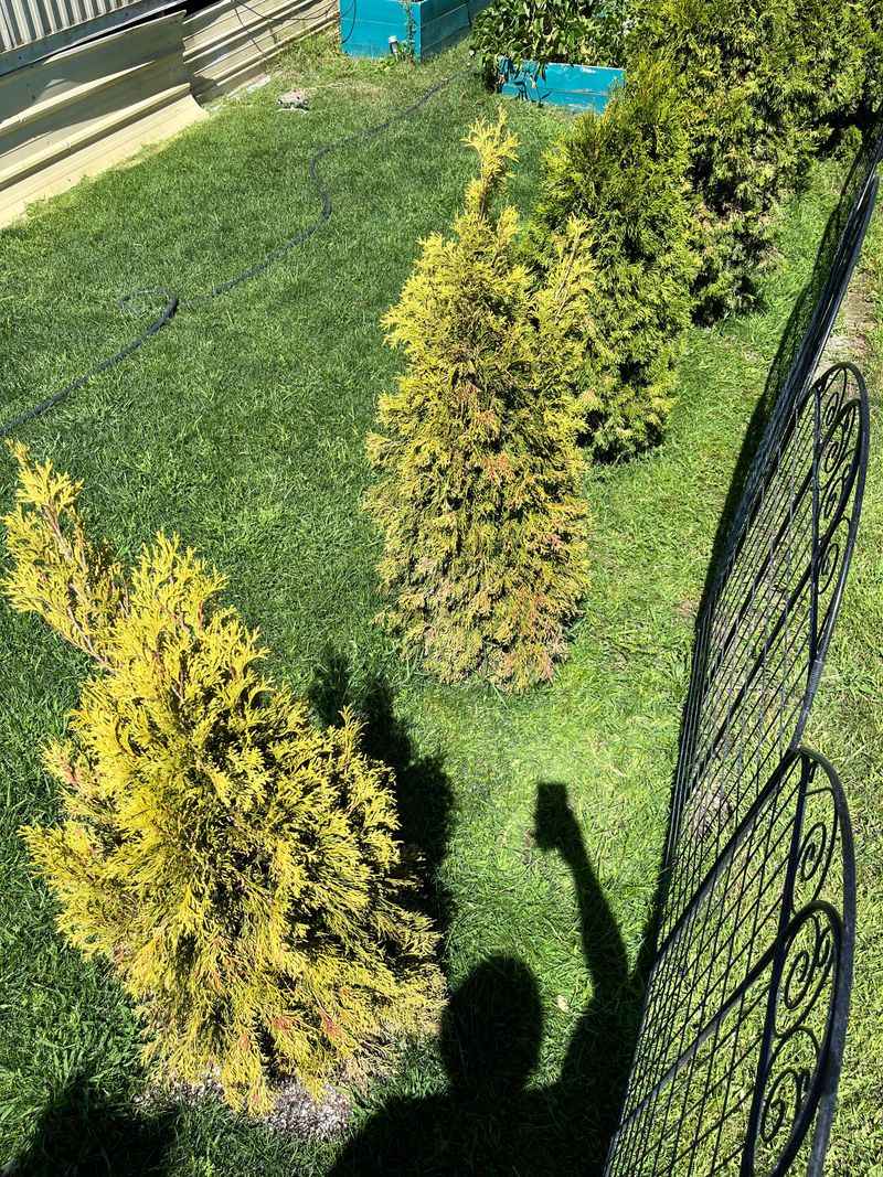 Hot Wind Can Pull Moisture From Foliage Fast