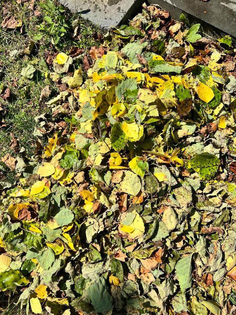 Hot Winds Drying Leaves Even Faster Hot Winds Drying Leaves Even Faster