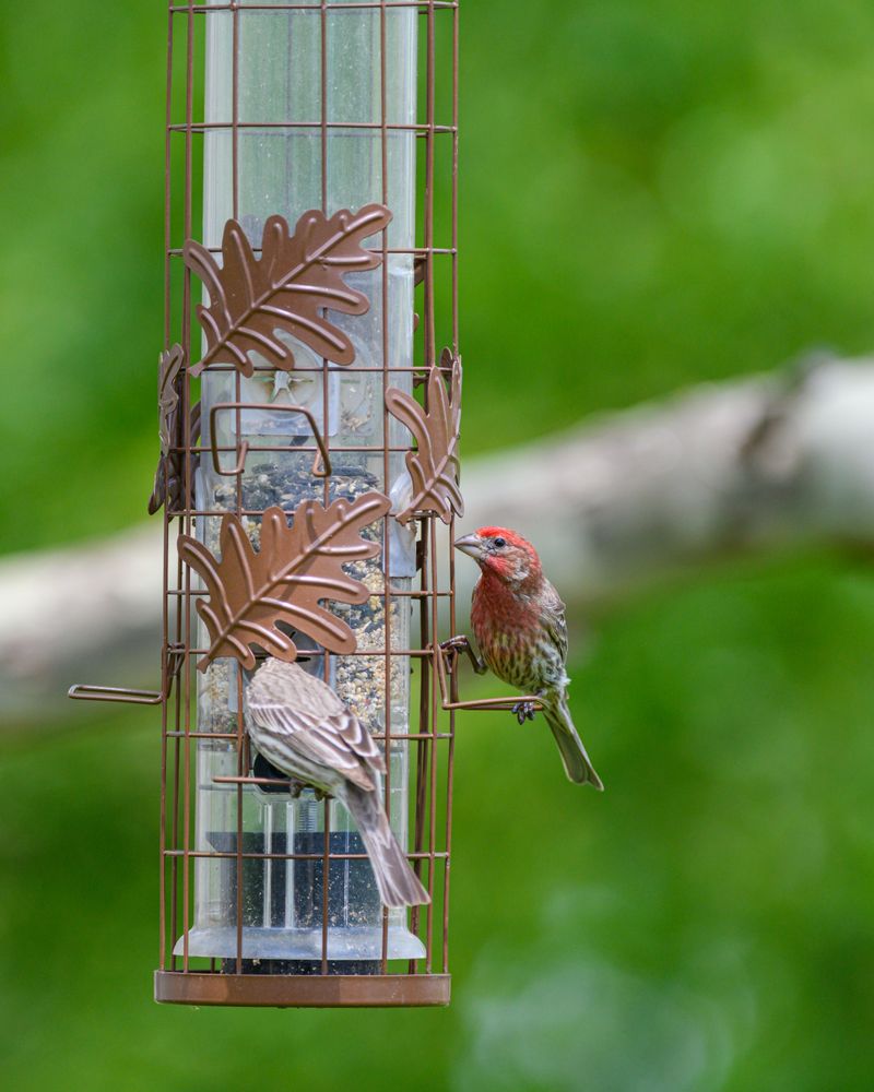 House Finches